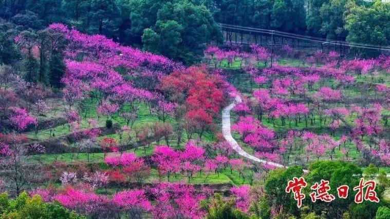 2025年常德桃花源文化旅游节暨“桃花源式待客之道”活动月明日开幕