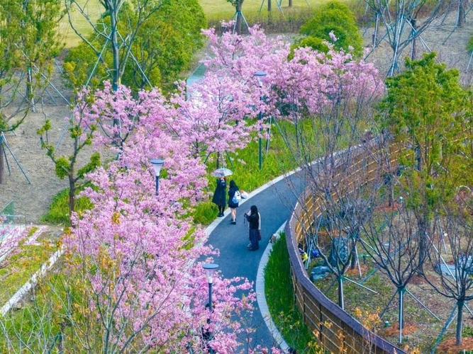 上海世博文化公园迎来樱花盛开期