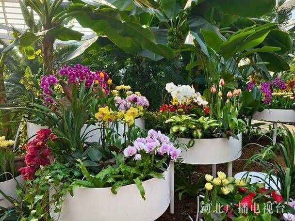 石家庄市植物园春花绽放，承包春日花事