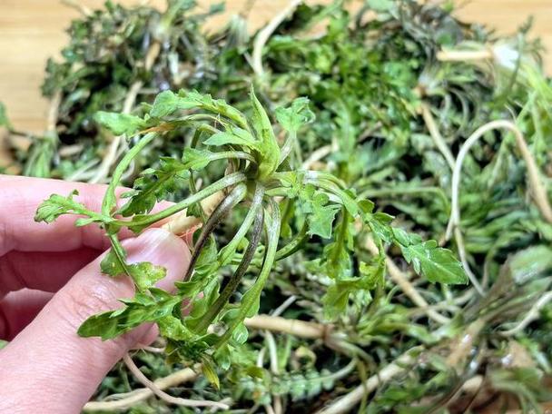 自带“青霉素”的菜，医生建议：春天经常吃，提高免疫力少生病！