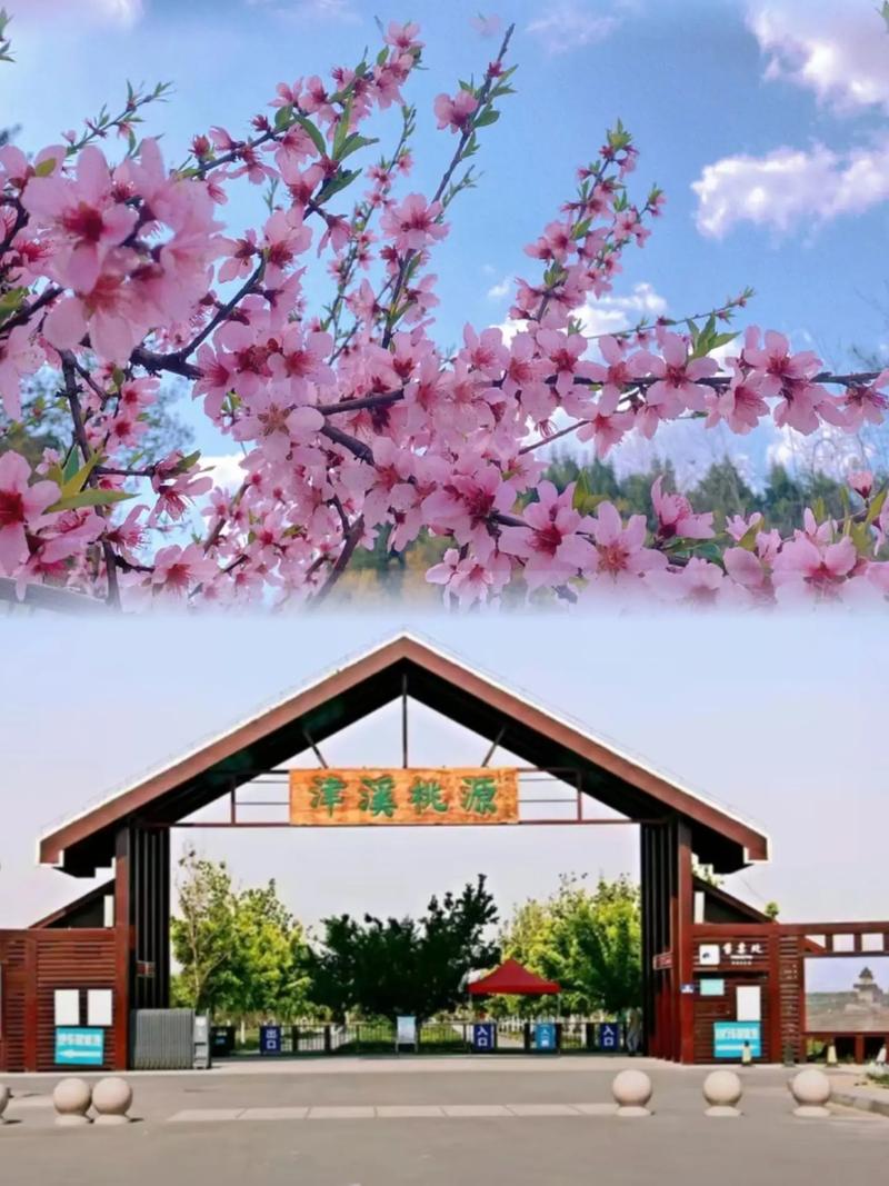 定了！津溪桃花节即将开幕，门票免费！