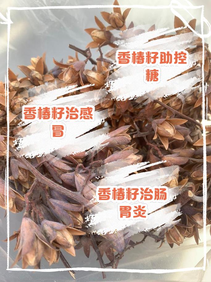 香椿立大功？研究发现：香椿可在36小时内清除体内58%有害菌群？