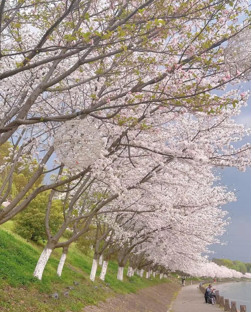 34.6℃到樱花雨，衢州的春天太会玩！