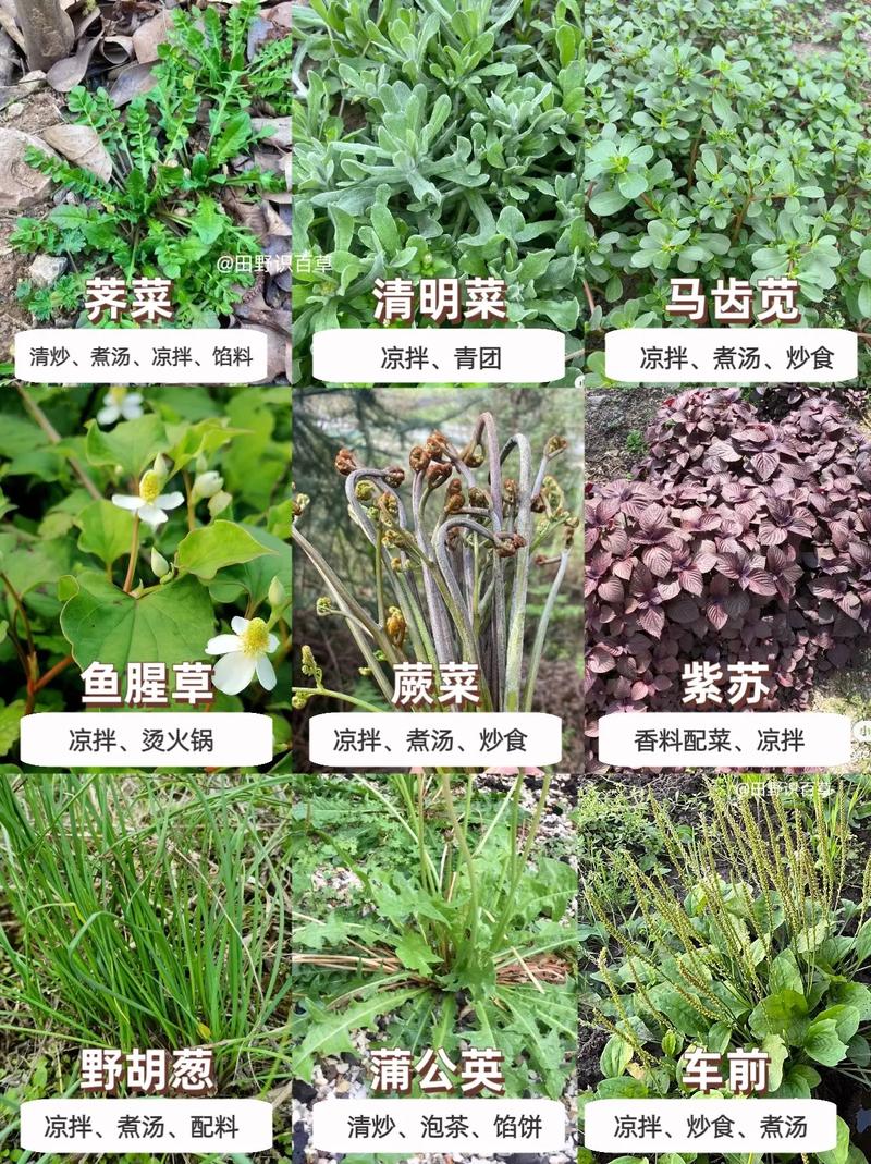 春夏季最毒野菜黑名单！长得像香椿别乱摘