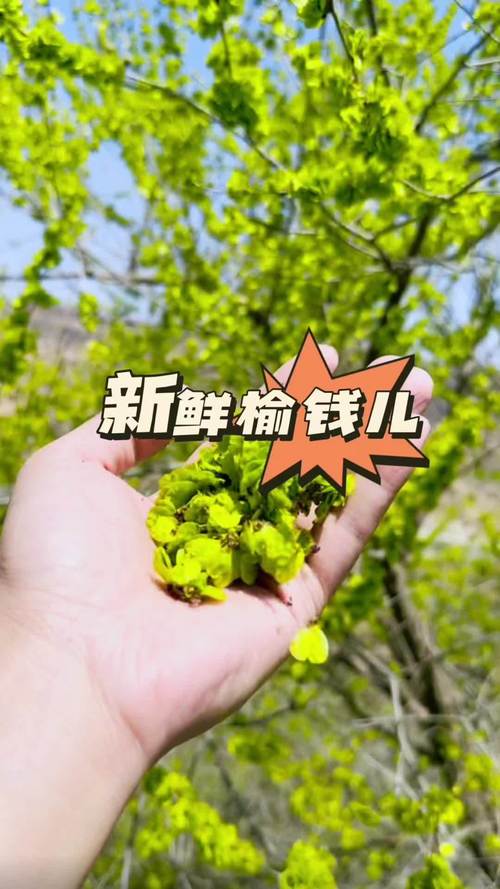 快来：吃榆钱的季节又来了