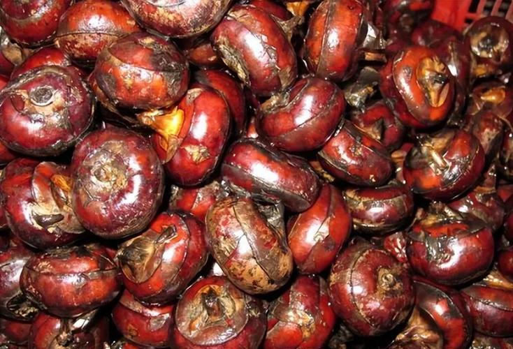 荸荠立大功？研究发现：荸荠可在48小时清除50%炎症因子？