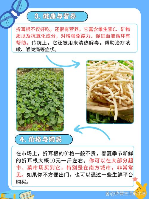 鱼腥草含一级致癌物，伤肾还致癌？折耳根还能吃吗？告诉你答案