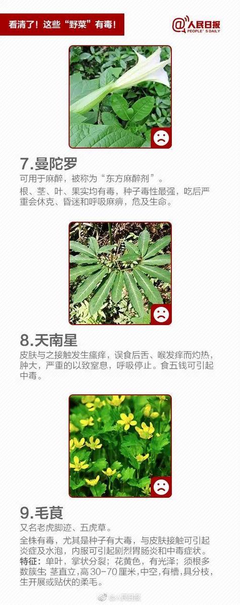 转告老人：这3种野菜千万别吃，别再当成“宝”了！