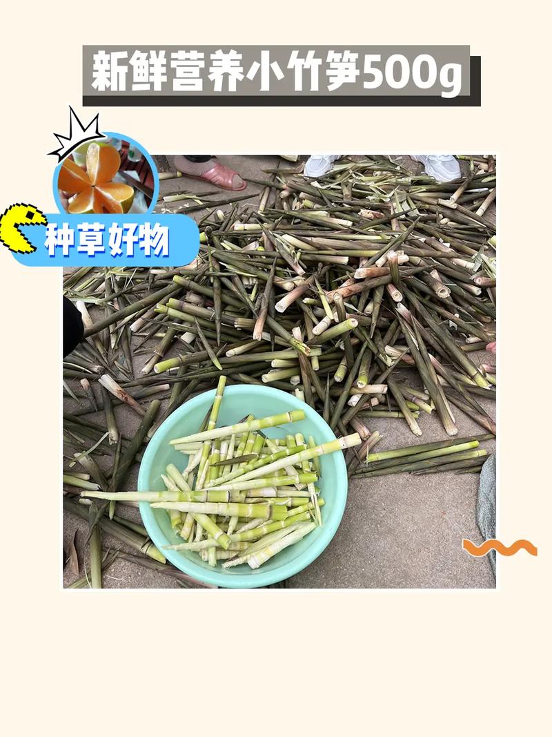 这个周末广宁有“笋野”吃喝玩乐游娱购这样安排→