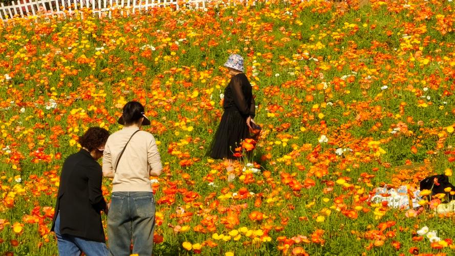春日赏花游，花海人如潮，美景尽收眼底