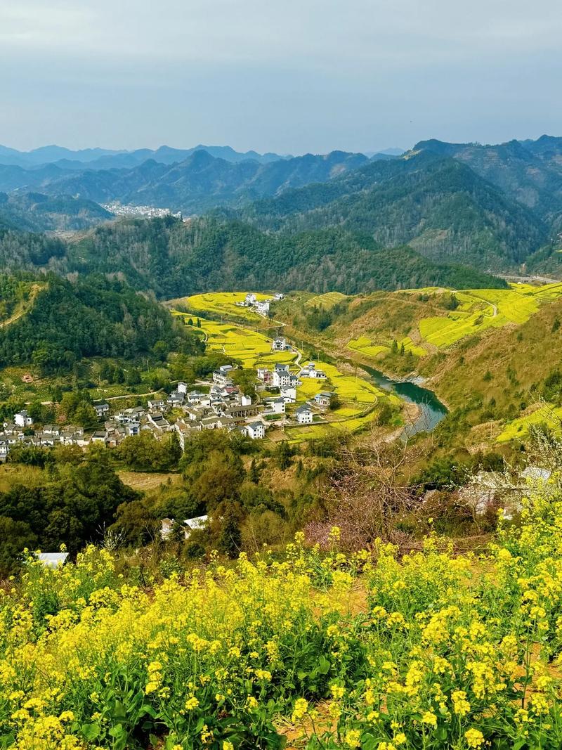 万万没想到！安徽油菜花面积最大的地方在这…足足有50万亩！