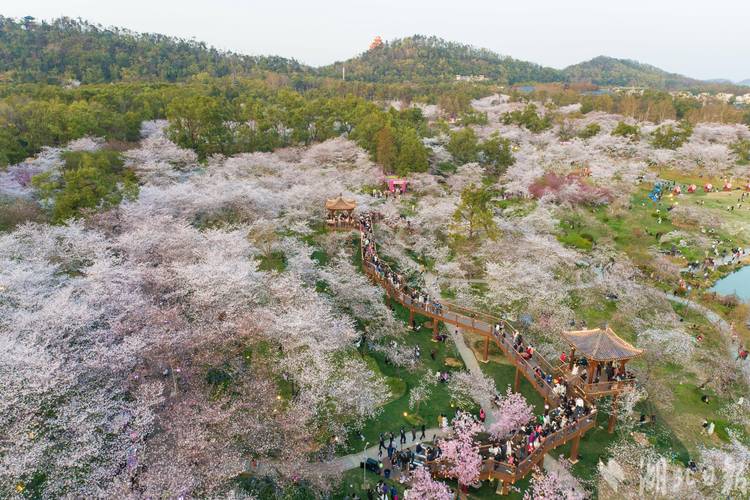 打卡东湖樱花园，花海中的真实赏花之旅！