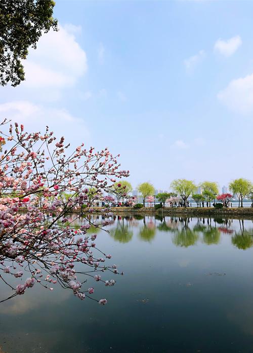 【春日限定！范蠡湖公园的绝美春景让人流连忘返】
