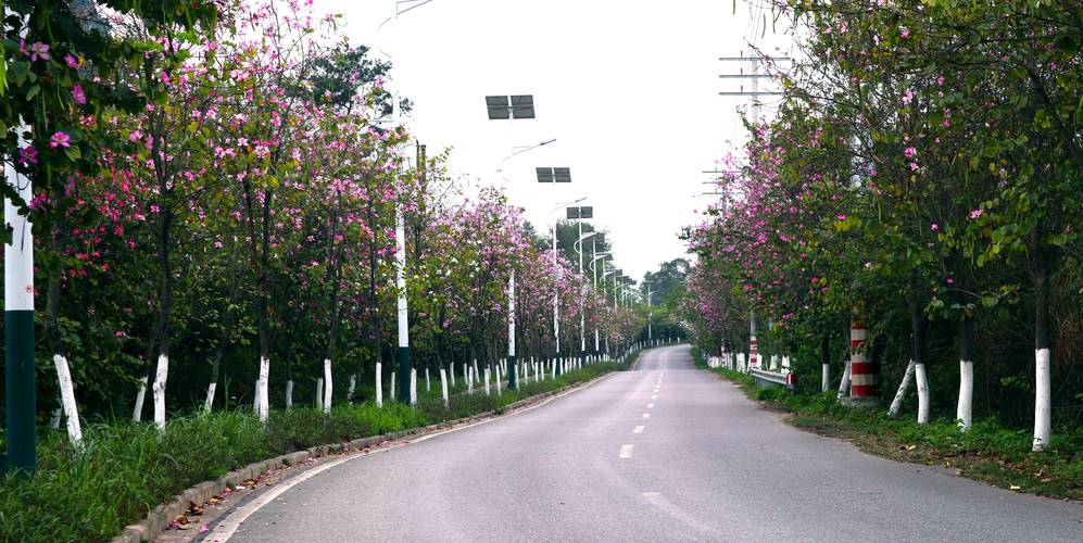 玉林市江南公园处处都是美美的！春天的味道