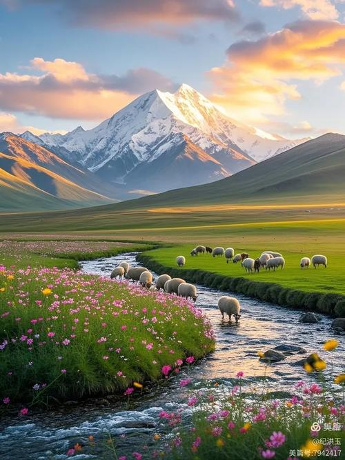 探索天路之巅，遇见高山花田