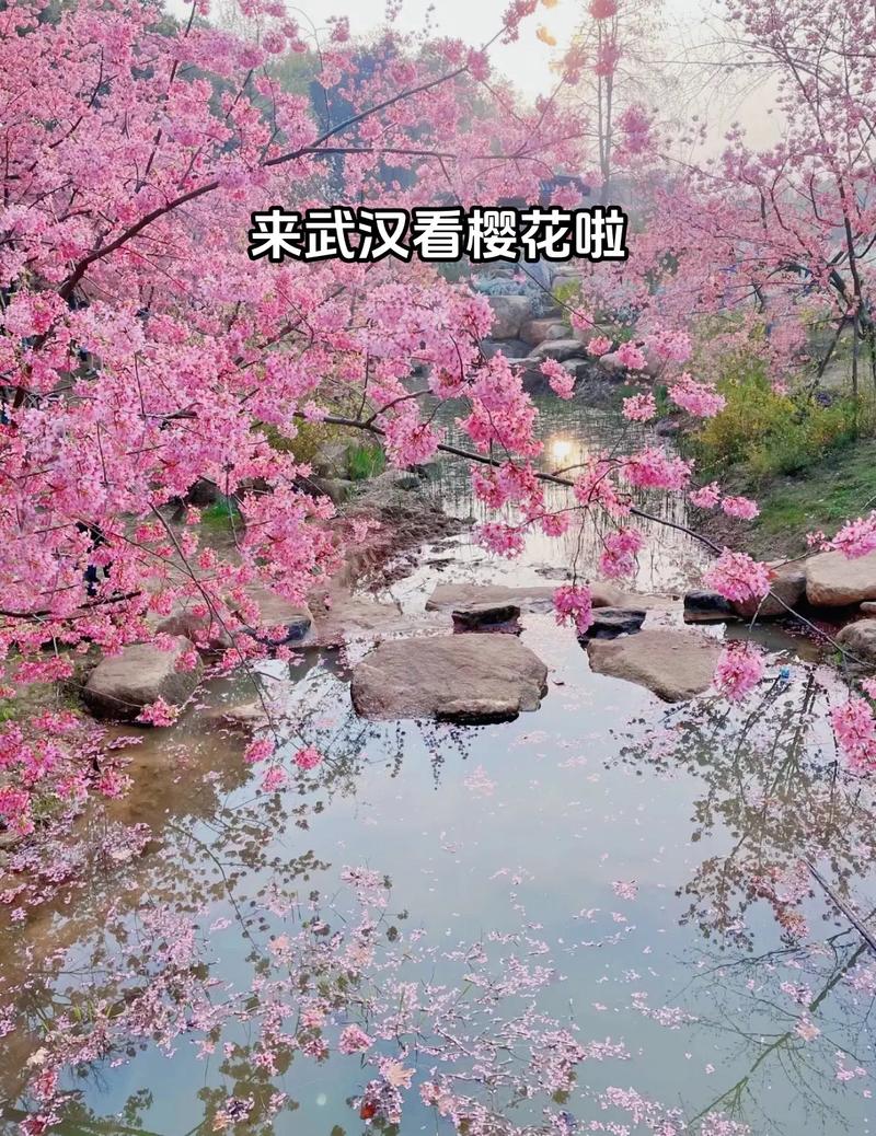 到武汉看樱花:55块钱一张门票，进去就直接把我震撼到了！