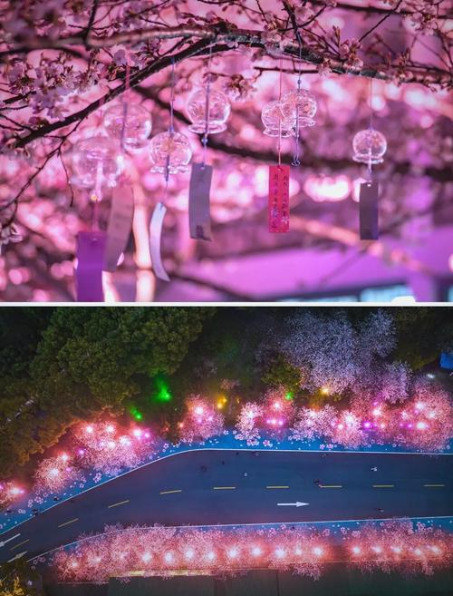 中外嘉宾无锡赏“夜樱”