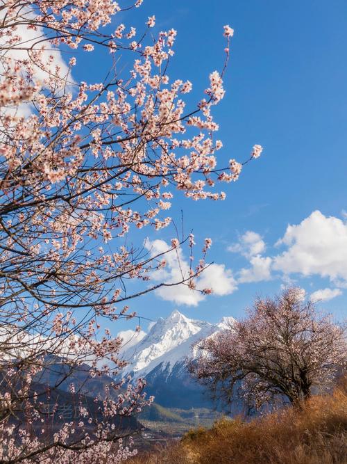 被美到缺氧！在索松村撞进桃花与雪山的史诗级浪漫