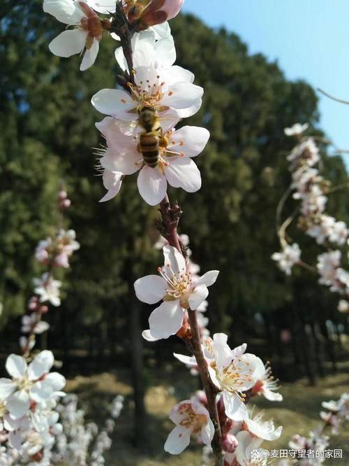 三月，泰山宝龙公园之春