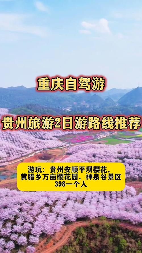 黄腊万亩樱花园 2025年3月28日贵州黄腊樱花园实况#贵州旅游