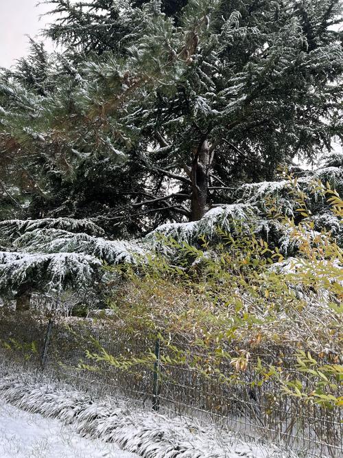 阳春三月赏花期，威海还在“雪花飘”突然下的一场雪