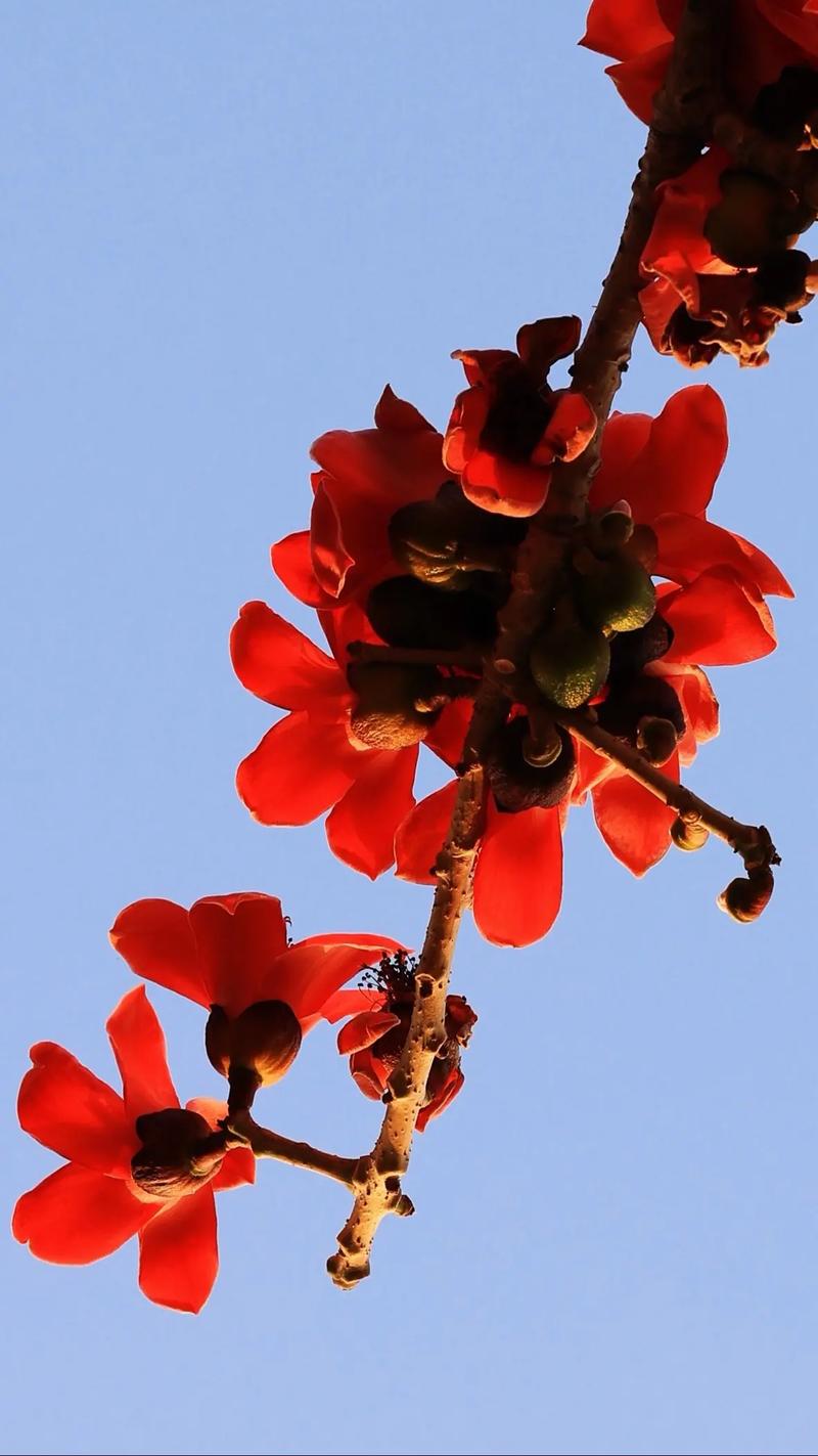 近距离穿梭在木棉花中，感受大自然的花美。赏花 风景如画