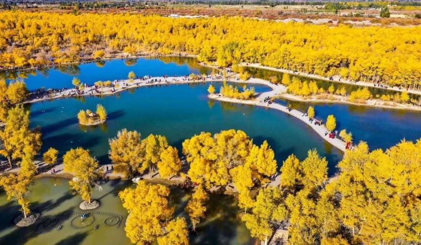 金色花海映红塔，风景如画美无涯