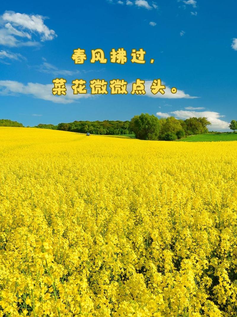 油菜花开，蔚然成海。细细品，慢慢行，耕耘内心的向往
