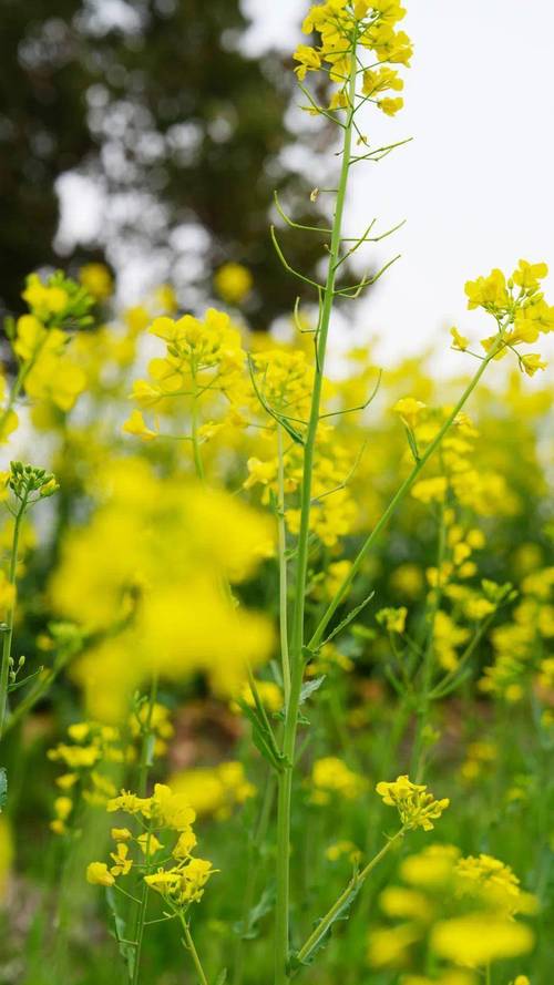 6000㎡鎏金花海！上海闵行文化公园油菜花盛放解锁都市春日浪漫