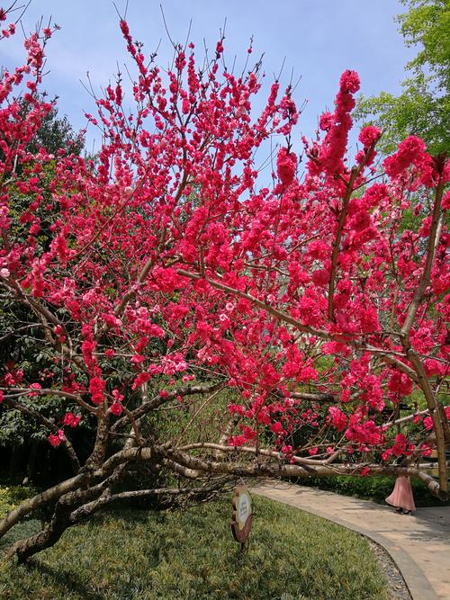 果然视频·好景山东|济南澄波湖碧桃花绚丽绽放，娇艳欲滴惹人醉