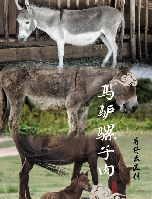 教你几招区分是驴肉还是马肉？爱吃驴肉火烧的，可千万别上当了