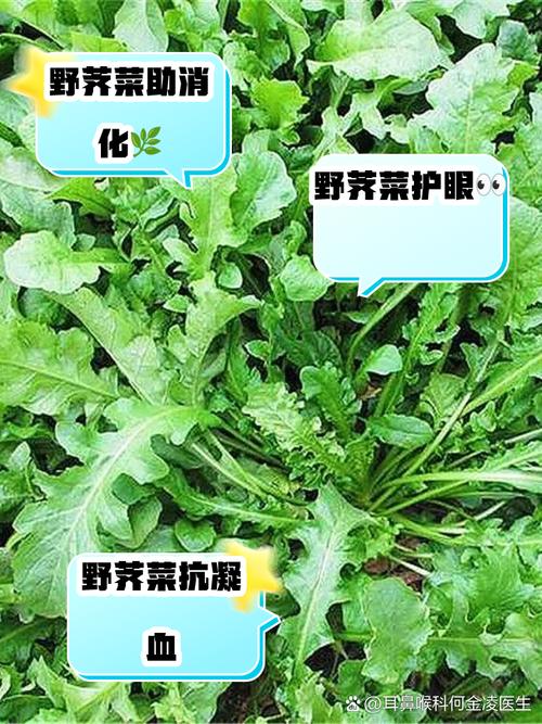 比荠菜香比香椿鲜，这野菜全身是宝，却常被当杂草，拌一拌真鲜美