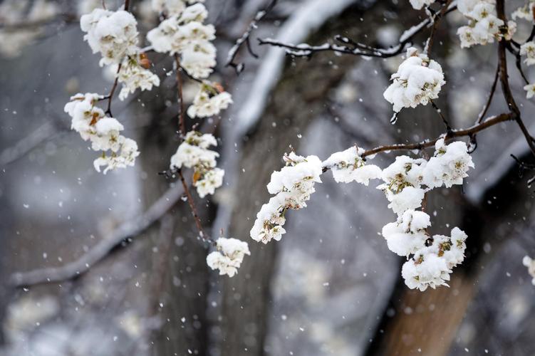 私藏的春日“雪景”济南这片梨花花海已绽放，速来！
