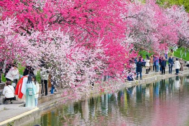 三峡大学最美春景悄悄的来了