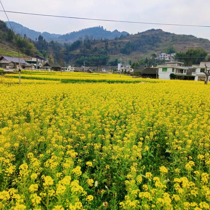 湖南通道县：黄家堡的春天 油菜花的时节，美丽乡村景色迷人