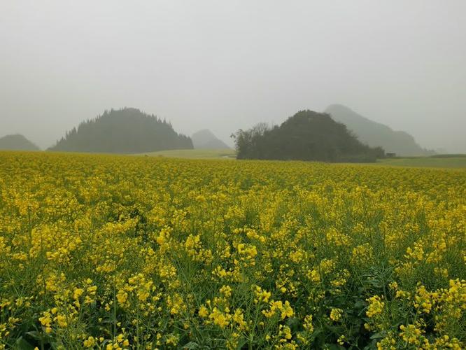 金鸡峰丛的油菜花海，金黄色的花海簇拥着锥状山峰林奇特壮观漂亮