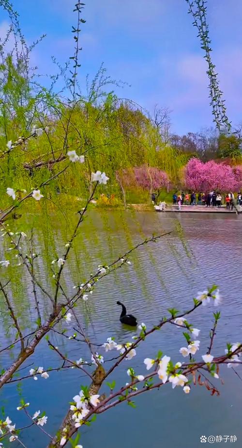 三月桃花朵朵开，丝丝缕缕醉心怀！游杭州桃花湖公园