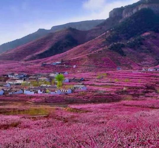 蒙阴桃花开了 周末舒心就来蒙阴