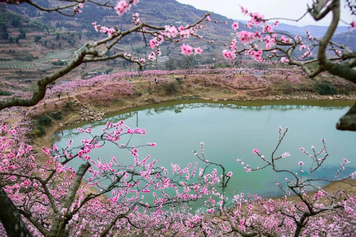 #龍泉賞花 赏花春游好去处 成都龙泉山 龙泉桃花故里美景图