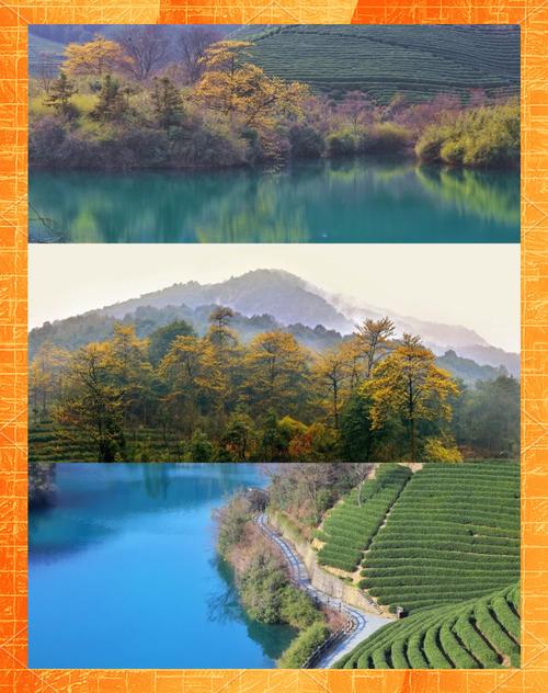 阳春三月，随团旅游走近杭州西湖龙坞茶乡 茶是春天的仪式感