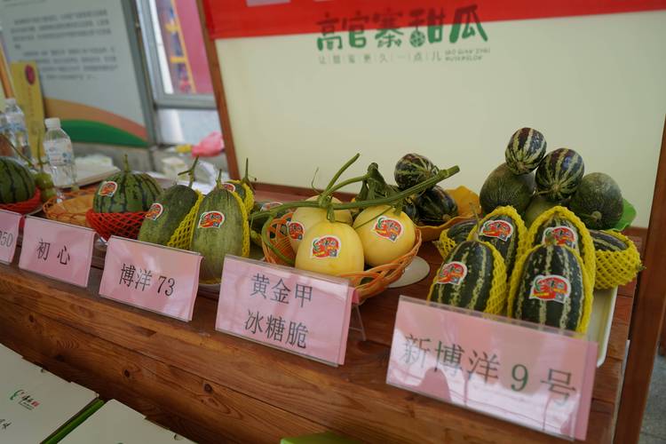 甜瓜进入旺季，快来章丘赴一场“甜蜜”盛宴！