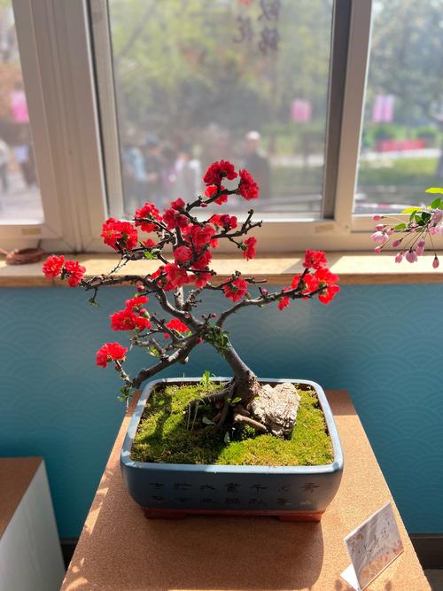 第十届海棠春花文化节启幕：30种3000株海棠邀您共赴“春醉陶然”