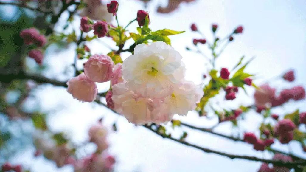 篁岭二期高岭梯田花海正式开园，花期将持续到4月中旬