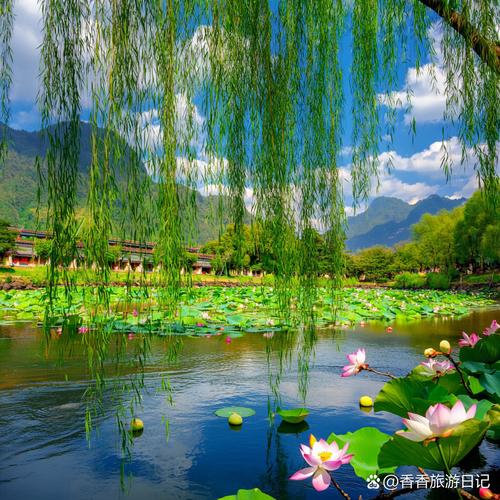 柳绿樱红映晨光，汉江河畔景如画