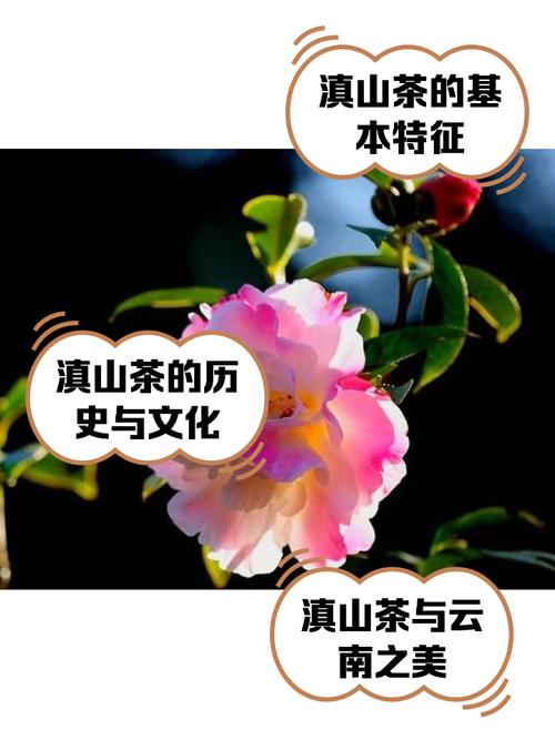 【春日限定】玉溪漫游：当春花遇上茶咖，解锁滇中秘境的慢时光