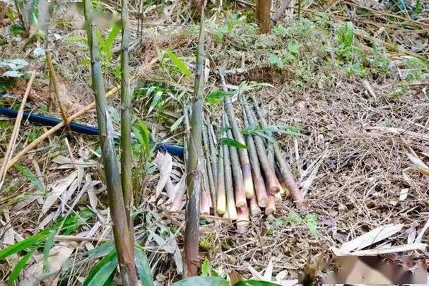 竹笋再次成为关注对象！医生提醒：吃竹笋时，要多注意这4点！