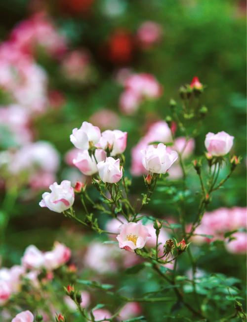 走！看花去 探访烟台“赏花打卡地”