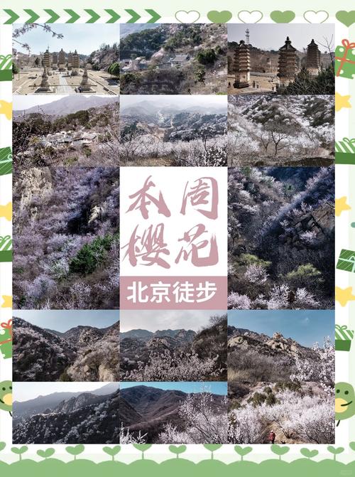春游赏花去哪？张家口市推出10大打卡点7项活动4条线路