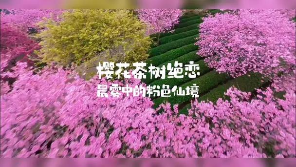 全城期待！间株樱花间株茶”上线啦