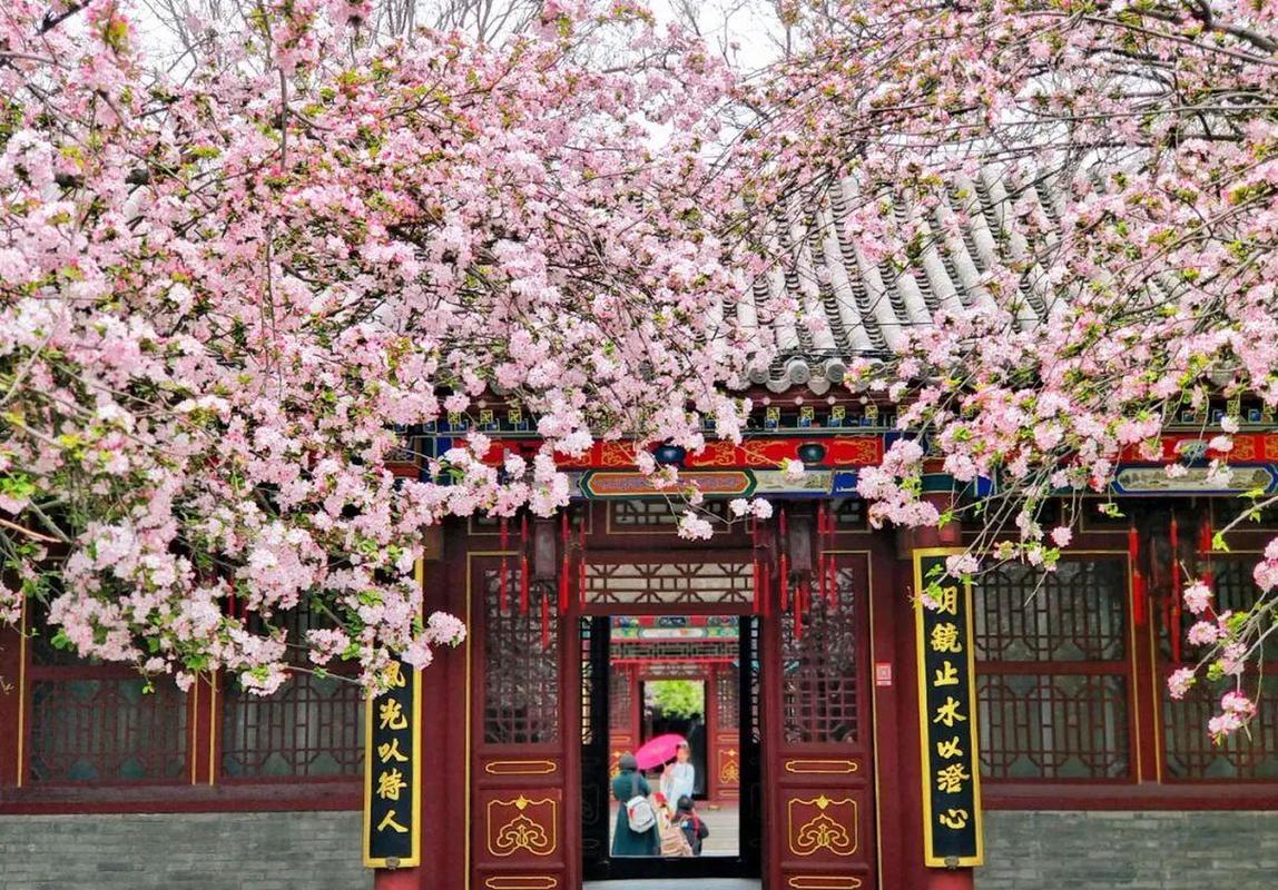 海棠花开荣国府